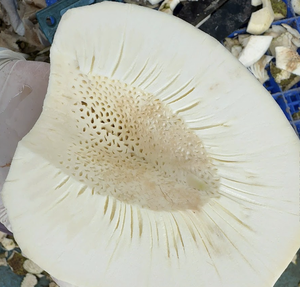 Cubos de Fruta del Pan Congelados, Producidos con Material de Fruta del Pan de Calidad para Uso Comercial en Cocina, Vietnam - Product Image 3