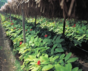 Mejor Ginseng Rojo Coreano 100% Seleccionado en Polvo, Raíz Pulverizada de 6 Años, Alimentos Funcionales a Granel, GMP/FSSC22000/HACCP/ISO - Product Image 4