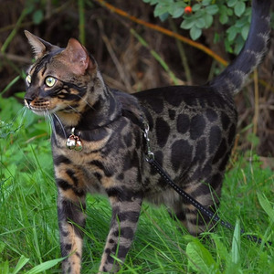 Clochettes pour chats et chiens de qualité supérieure en cuivre, 2 clochettes extra fortes, pour protéger les oiseaux et la faune, en cuivre fait main - Product Image 2