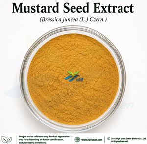 HGO Factory Direct Supply Mustard <b>Seed</b> Extract (Brassica juncea (L.) Czern.) Food Grade Ratio 4:1 5:1 10:1 20:1 100:1 200:1 - Product Image 1
