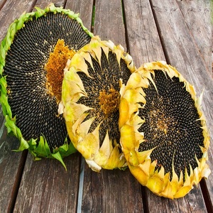 เมล็ดทานตะวันขายส่งราคาถูก คุณภาพสูง ออร์แกนิค ขายดี อร่อย หลากหลายชนิด - Product Image 1