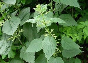 Feuilles de marruechons séchées de qualité export, vente en gros, exportateur de feuilles de marruechons séchées ANGLE - Product Image 3
