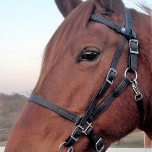 บังเหียนม้าสแตนเลสไนลอนแบบปรับได้ ทนทาน บุนุ่ม ระบายอากาศดี พร้อมสายรัดศีรษะ สายรัดจมูก และสายบังเหียน ลดราคาพิเศษ - Product Image 6