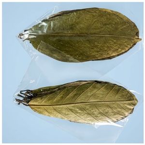 Feuilles de cacao écologiques YAMUNA 11-18 cm (4-7 pouces) pour aquarium, lot de 18 feuilles - Product Image 2