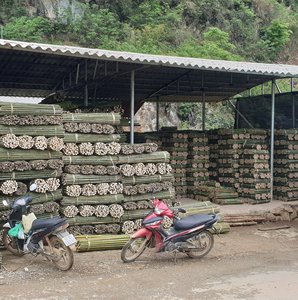 Bambous naturels du Vietnam en gros, bâtons de bambou durables pour l'agriculture, le jardinage, la clôture, l'aménagement paysager et la construction - Product Image 5