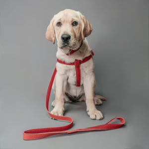Heavy Duty Superior Quality Newest Edition Genuine Leather Made Soft Padded <b>Dogs</b> Leather Collar In All Sizes - Product Image 2