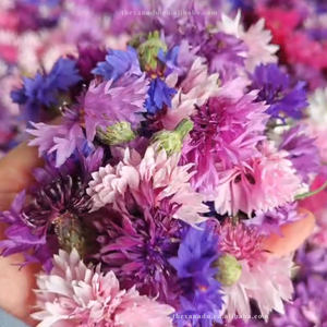 コーンフラワーズオーガニックミックス6色乾燥天然手作り<span class=keywords><strong>Centaurea</strong></span> <span class=keywords><strong>Cyanus</strong></span>装飾用/ベーカリー/ティーバス/キャンドルカスタムパック - Product Image 1
