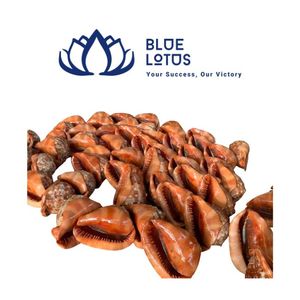 สินค้าขายดี เปลือกหอยปูเสฉวนรักษ์โลก สีเหลือง ขาว เขียว เงิน สำหรับขายส่ง ตกแต่งห้องสร้างสรรค์ เวียดนาม - Product Image 1
