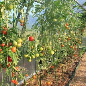 Never Rust Fiberglass <b>Support</b> Stakes for Pepper <b>Tomato</b> - Product Image 3