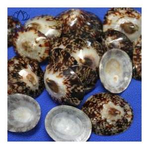 Material Superior: Concha de Limpet Adecuada para Protección de la Piel y Uso Personal, Superficie Lisa y Pulida para un Contacto Suave - Product Image 1