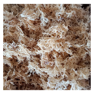 Alga Cottonii, Ingrediente Premium Seco de Vietnam para Alimentos y Gel, Programas de Compra al por Mayor, Cooperación Comercial Global - Product Image 1
