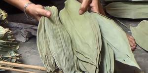 Feuilles de bambou séchées Feuilles entières de bambou gris séchées du Vietnam à bas prix/Ms.Laura + 84 896611913 - Product Image 4