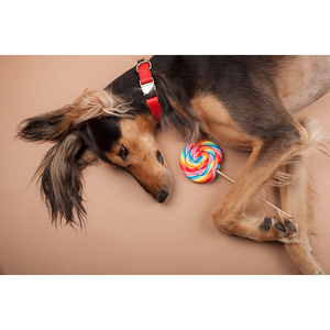 Heavy Duty Superior Quality Newest Edition Genuine Leather Made Soft Padded <b>Dogs</b> Leather Collar In All Sizes - Product Image 5