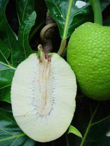 Poudre de fruit à pain de qualité supérieure, ingrédient naturel sans gluten pour la pâtisserie, la cuisine, l'épaississement des soupes, des sauces et des boissons, vente en gros - Product Image 5