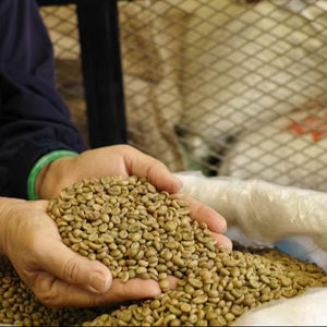 Exportation directe du Vietnam, grains de café Arabica biologiques verts, taille 16, certifiés USDA, certifiés ISO 22000, 0,1 % de grains noirs cassés seulement, café de qualité supérieure - Product Image 1