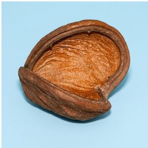 ยามูนา ฝักบัลมอสแห้งธรรมชาติรักษ์โลก (ขนาดใหญ่) สำหรับตู้ปลา - Product Image 5