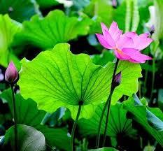 High Quality Lotus Tea – Dried Lotus Flower / Leaf Tea, Natural Herbal Drink, Competitive Price // Mr.Tom - Product Image 5