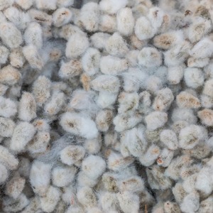 Oferta Limitada: Semillas de Algodón Premium para Plantación Agrícola, Suministro al por Mayor, Cultivo Comercial, Pedidos al por Mayor y Exportación - Product Image 4