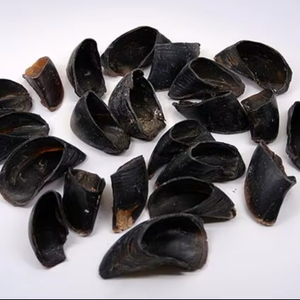 Hornillos de Cuerno Natural: Material Económico para Hacer Mangos de Cuchillos, Joyería Artesanal y Uso Decorativo a Precio de Mayoreo - Product Image 1