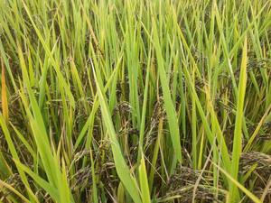 Arroz Blanco de Grano Largo Premium al por Mayor para Restaurantes, Venta al por Menor y Exportación con Granos Limpios y Excelente Sabor - Product Image 5