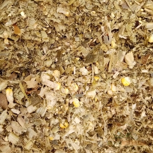 Silage de maïs fermenté de qualité supérieure pour l'alimentation des bovins, silage de maïs jaune pour les exploitations laitières, silage de maïs en vrac pour l'exportation - Product Image 6