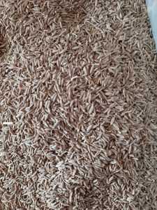 Especias individuales de semillas de comino para cocinar disponibles para la venta - Product Image 6