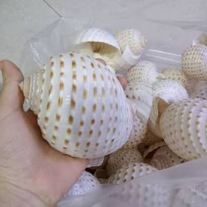 เปลือกหอยทะเลธรรมชาติหลากหลายชนิดสำหรับตกแต่งบ้าน จัดดอกไม้ ตกแต่งแจกัน งานฝีมือสไตล์ชายทะเล - Product Image 1