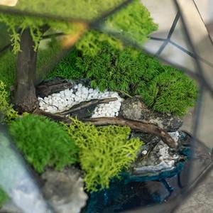 Premium Glass Terrarium Botanical <b>Display</b> <b>Case</b> Suitable For Minimal Modern Interior Design And Clean Table <b>Display</b> From India - Product Image 3
