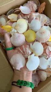 Coquilles de palourde naturelles nettoyées du Vietnam, couleurs variées, tailles mélangées, pour artisanat DIY, décoration murale, centres de table de mariage et bijoux. - Product Image 6