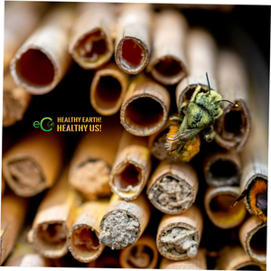 Custom Size Natural Bamboo Straws Cores Tubes for Solitary Bee Nesting Box - Product Image 6