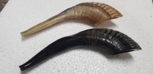 Cuernos de Oveja Shofar Crudos Religiosos Ecológicos de la Mejor Calidad, Cuernos de Carnero Pulidos para Decoración Navideña de la India al por Mayor - Product Image 4