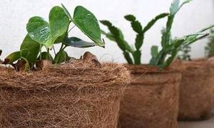 Pots en Fibres de Coco 100% Naturels et Biodégradables pour Semis, Pépinières, Jardinage et Culture de Plantes - Product Image 3