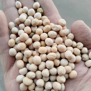 Habas Blancas: Fuente Premium de Proteína para Procesamiento de Ingredientes Alimenticios y Preparación Nutricional Rica, con Soporte para Exportación - Product Image 3