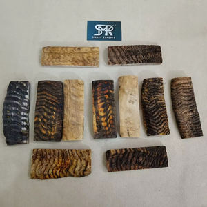 Piezas de Cuerno de Carnero Natural Premium para Fabricación de Mangos de Cuchillos, Material de Calidad para Exportación a Granel - Product Image 1