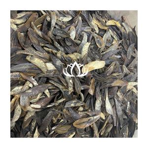 TENDANCES ACTUELLES : Coquille d'opercule de Murex pour la libération de parfum et la pratique de la méditation – Origine pure, matériau sûr, approvisionnement en vrac 2026 - Product Image 1