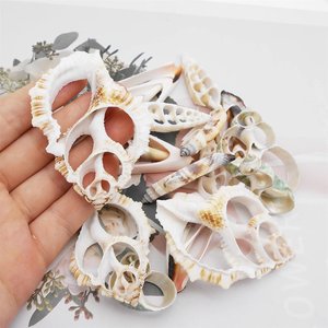 Coquillages en gros à prix compétitifs pour décorations de fêtes sur le thème de la mer - Product Image 3