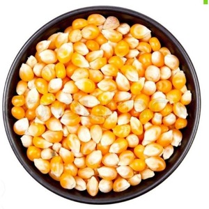 Granos de Maíz Amarillo Secos No Glutinosos, Semillas de Maíz Premium Maduras y Limpias para Exportación a Granel de Grado Alimenticio - Product Image 2