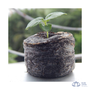 [MEJOR VENTA] |   Pellets de fibra de coco biodegradables para germinación de semillas, para propagación comercial de plantas, exportación a granel desde Vietnam - Product Image 1