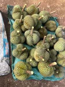 Durian Ri6 Monthong Premium Fresco de Vietnam, Fruta Natural para Recetas de Postres, Servicios de Alimentación, Mercados Frescos y Venta al por Menor - Product Image 6