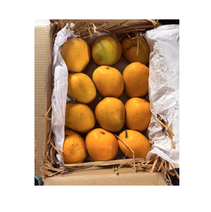 Fresh Alphonso Mango Premium Quality Seasonal Fruit Naturally Ripened Farm Fresh Mango with Golden Yellow Flesh Rich Aroma - Product Image 1