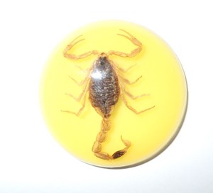 Escorpión Dorado, Espécimen Real, Cabujón de Plástico Redondo de 35x35 mm, Base Plana Amarilla para Manualidades y Joyería - Product Image 5
