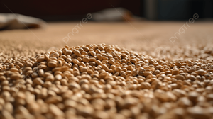 Soja pour les acheteurs en gros, approvisionnement en vrac, import direct - Product Image 5
