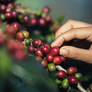 Café Arabica vietnamien de qualité supérieure, grains de café fraîchement torréfiés du Vietnam, meilleur prix compétitif - Product Image 3