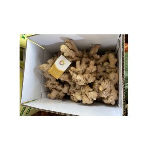 Rhizome d'épices brutes naturelles de gingembre frais pour l'assaisonnement alimentaire international et l'approvisionnement en ingrédients du Vietnam - Product Image 6