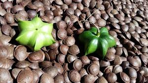 Aceite de Sacha Inchi-Aceite de Sachi en Vietnam // Hidrata y nutre profundamente la piel // Sra. Beatrix - Product Image 6