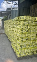 Citron frais Viet meilleure qualité en gros agrumes naturels bon prix du delta du Mékong Vietnam pour l'exportation
