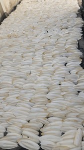 Hueso de Sepia Seco Natural para Aves y Reptiles, Fuente de Suplemento de Calcio, Materia Prima para Alimentos para Mascotas y Uso Industrial - Product Image 3