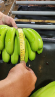 Vietnamese Cavendish Bananen – Natuurlijk zoet, stevige textuur, beste keuze voor groothandels