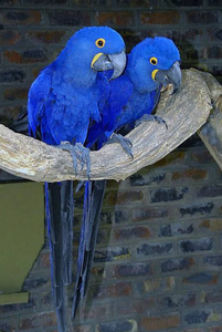 Hyacinth Macaw Live Birds for Breeding <b>Aviaries</b> Ornamental Bird Keeping Wholesale Supplier NMF (PVT) LTD South Africa Company - Product Image 4