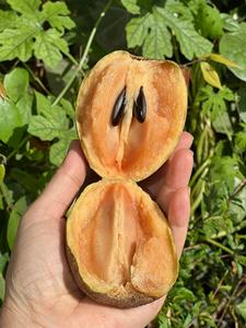 Vente en gros Snack de sapodèle séchée douce Chips chikoo sapota tranchés goût sucré OEM emballage en vrac personnalisé - Product Image 2